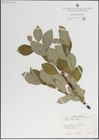 Foto von Salix lanata L.